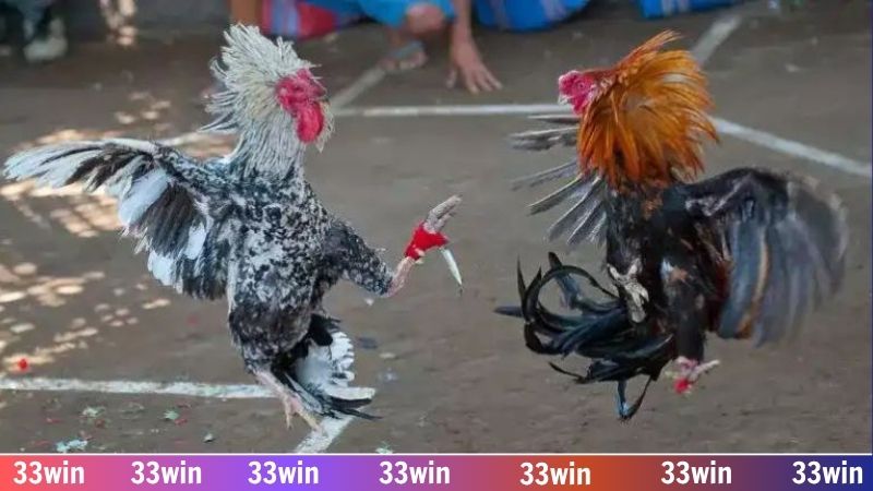 Đá gà online 33WIN - Đam mê bất diệt cùng chiến kê xuất sắc 2 Mãn nhãn với những trận đấu đá gà cựa sát phạt